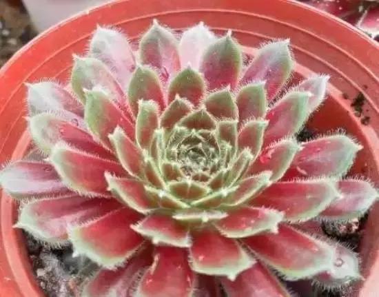 270种多肉,你见过几种?