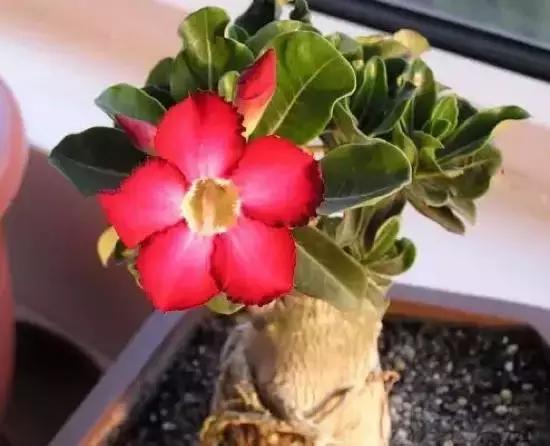 270种多肉,你见过几种?