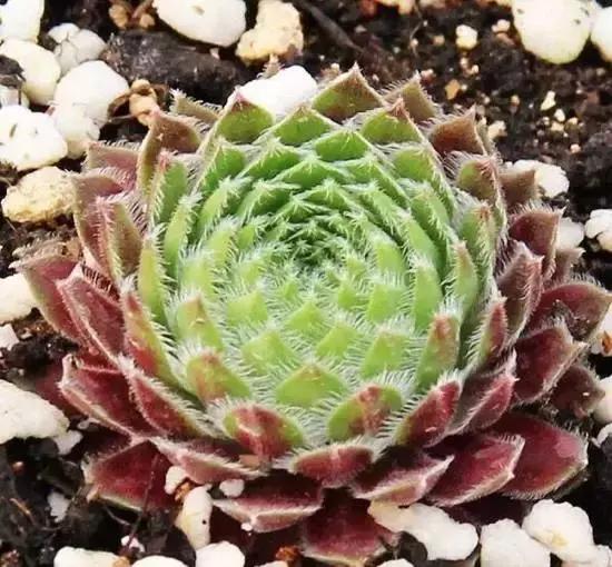 270种多肉,你见过几种?