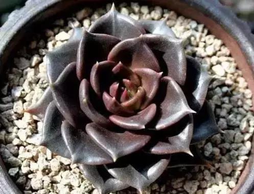 270种多肉,你见过几种?