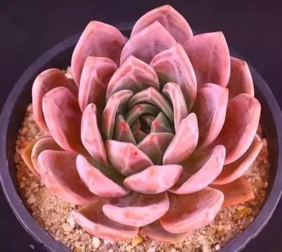 270种多肉,你见过几种?