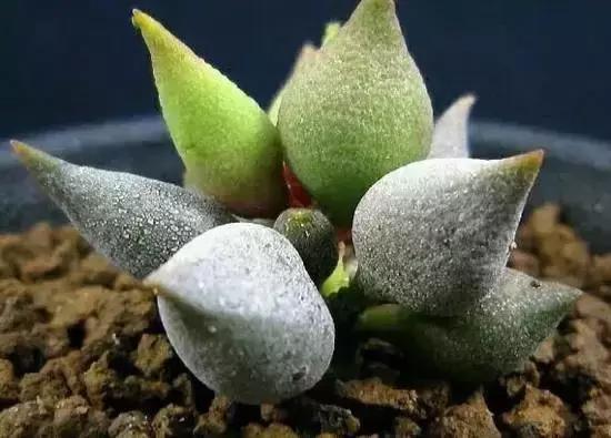 270种多肉,你见过几种?