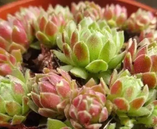 270种多肉,你见过几种?