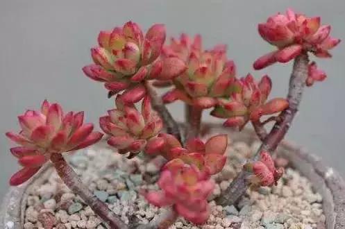 270种多肉,你见过几种?