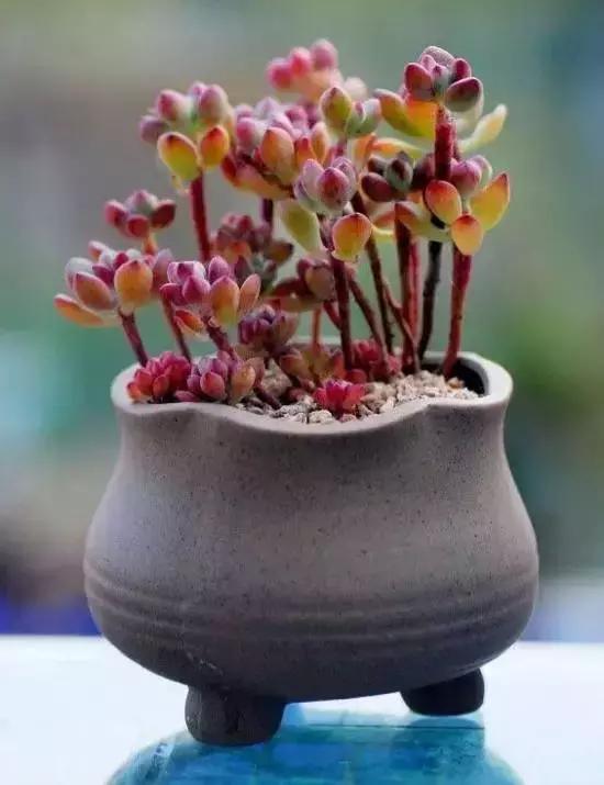 270种多肉,你见过几种?