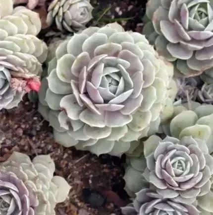 270种多肉,你见过几种?