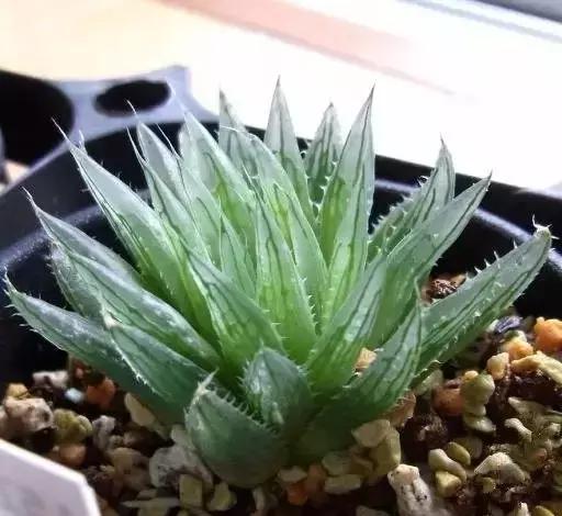 270种多肉,你见过几种?