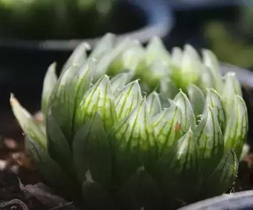 270种多肉,你见过几种?