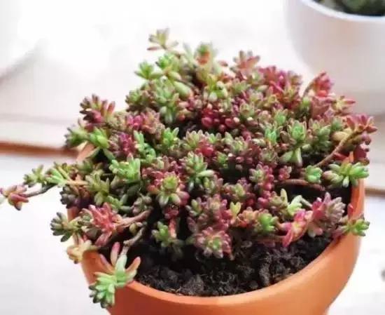 270种多肉,你见过几种?