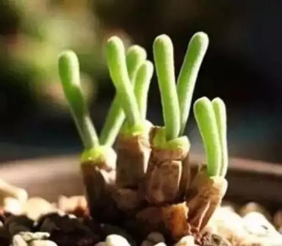 270种多肉,你见过几种?