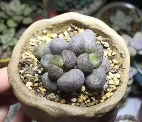 270种多肉,你见过几种?