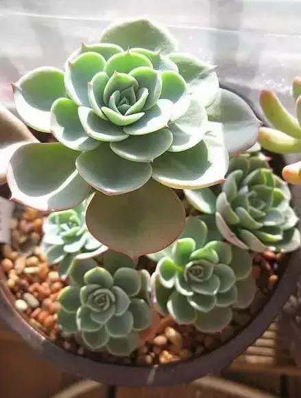 270种多肉,你见过几种?