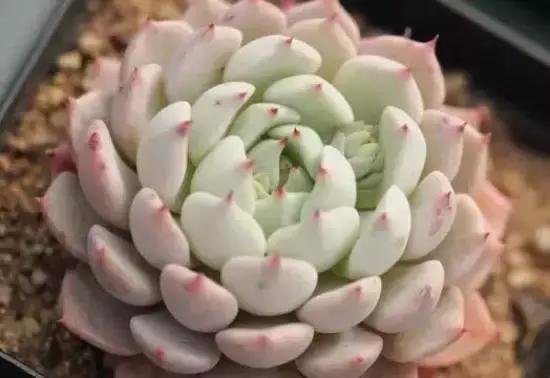 270种多肉,你见过几种?