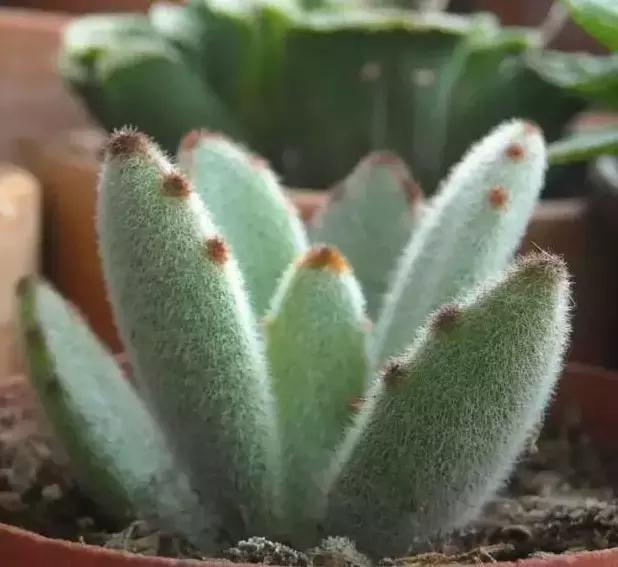 270种多肉,你见过几种?