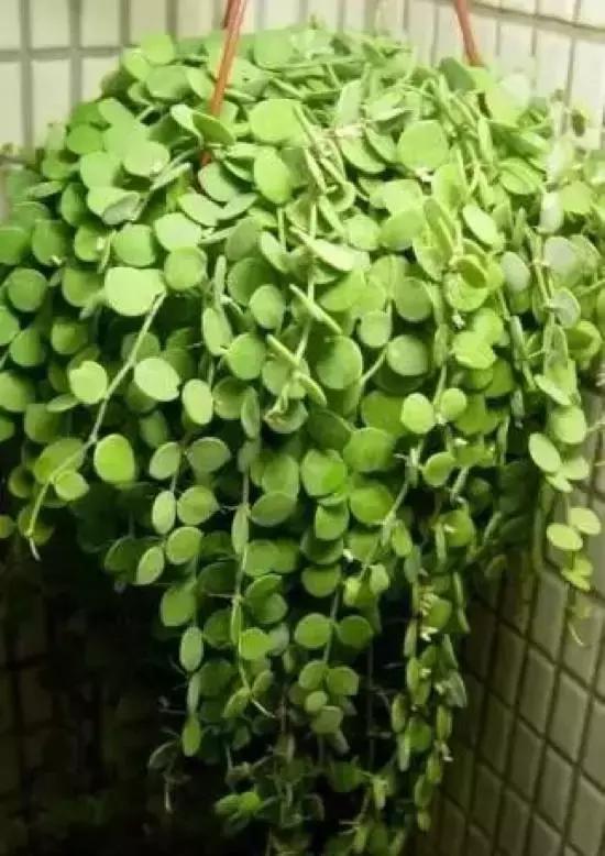 270种多肉,你见过几种?