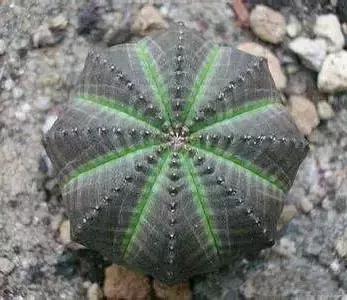 270种多肉,你见过几种?