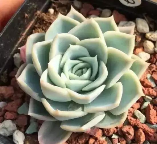 270种多肉,你见过几种?