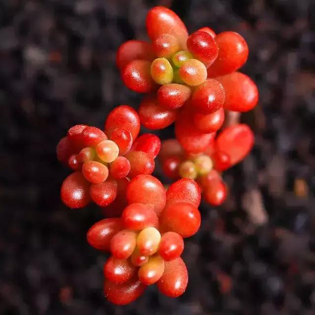 270种多肉,你见过几种?