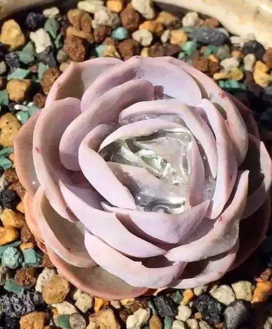 270种多肉,你见过几种?