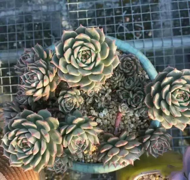 270种多肉,你见过几种?