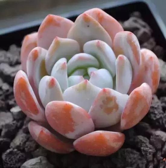 270种多肉,你见过几种?