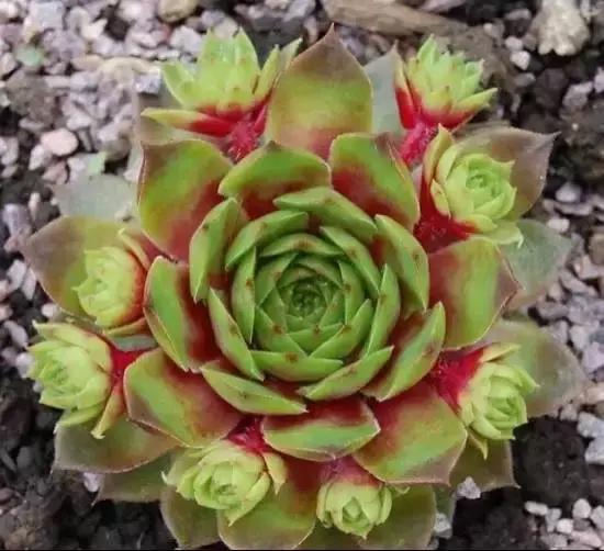 270种多肉,你见过几种?