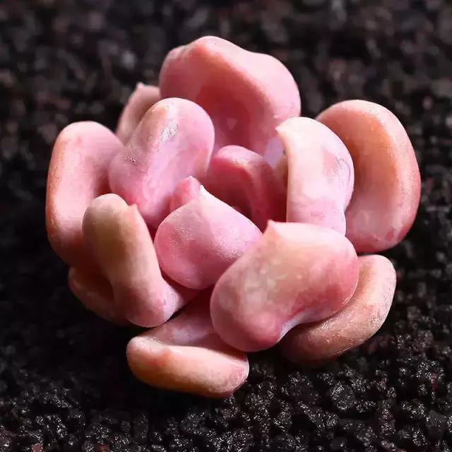 270种多肉,你见过几种?