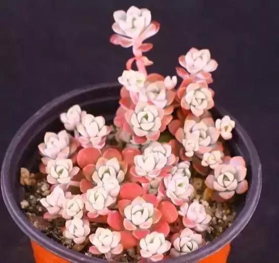 270种多肉,你见过几种?