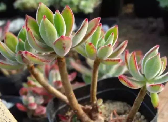 270种多肉,你见过几种?