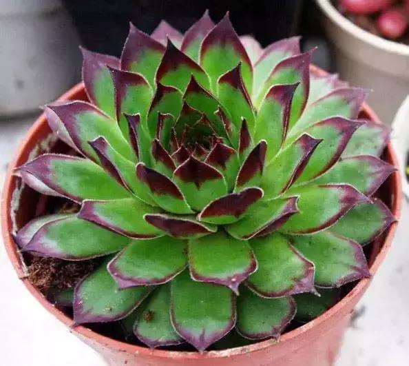 270种多肉,你见过几种?