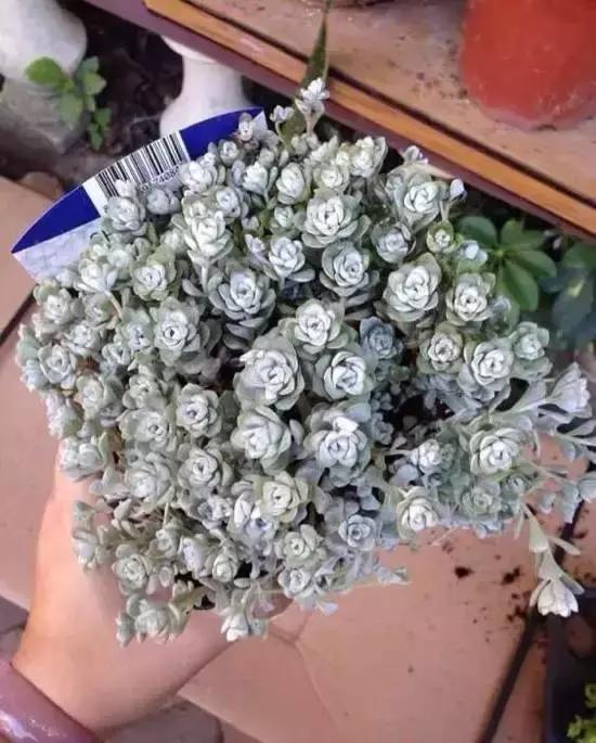 270种多肉,你见过几种?