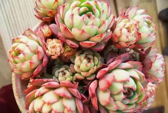 270种多肉,你见过几种?