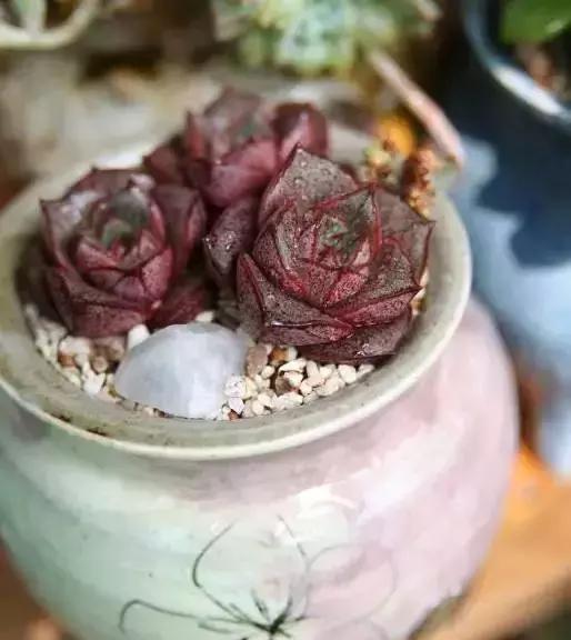 270种多肉,你见过几种?