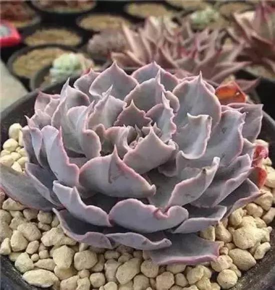270种多肉,你见过几种?
