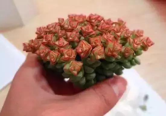 270种多肉,你见过几种?