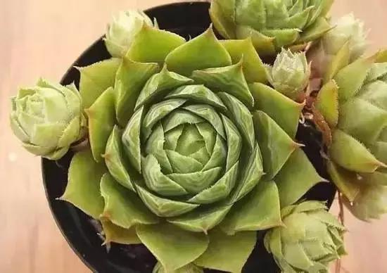 270种多肉,你见过几种?