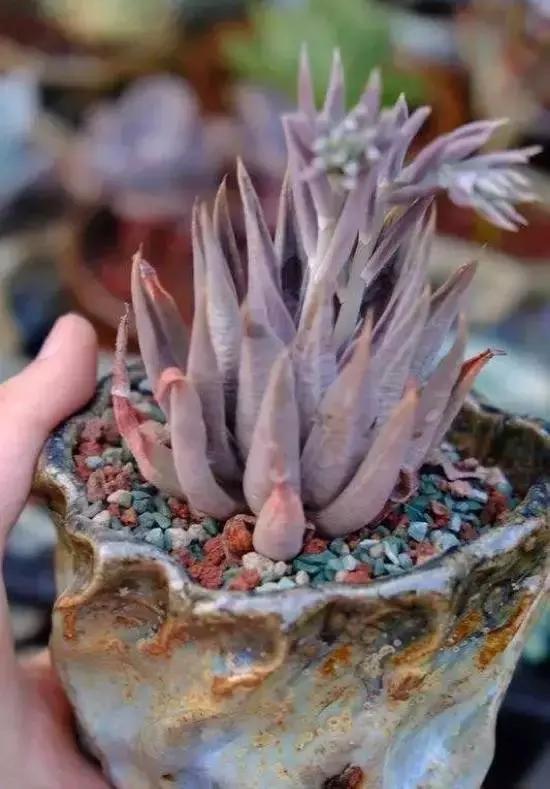 270种多肉,你见过几种?