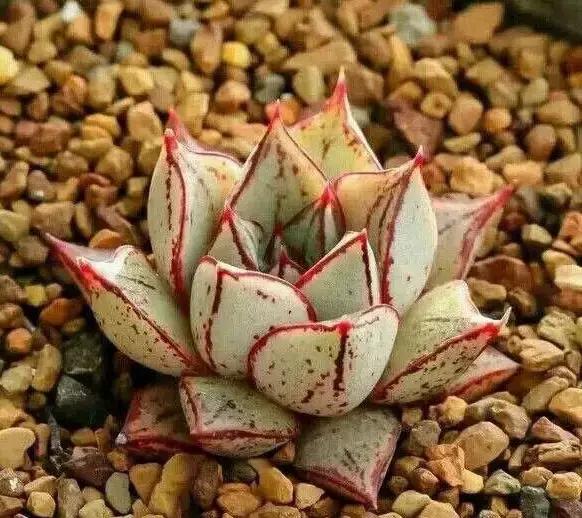 270种多肉,你见过几种?