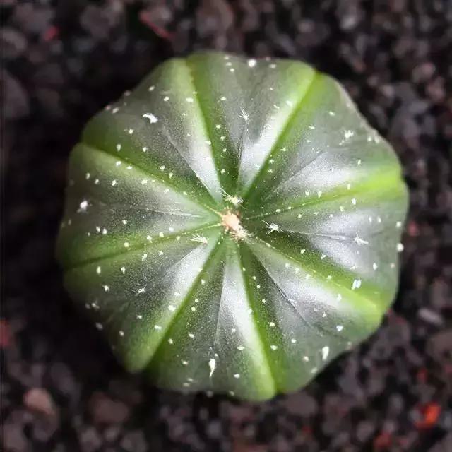 270种多肉,你见过几种?