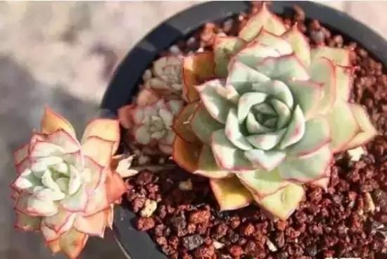 270种多肉,你见过几种?