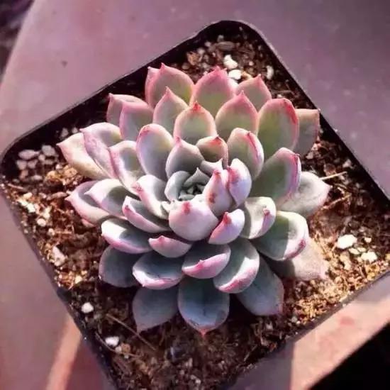 270种多肉,你见过几种?