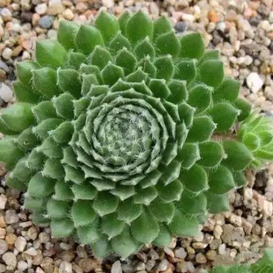 270种多肉,你见过几种?