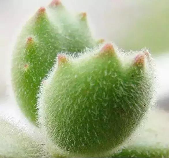 270种多肉,你见过几种?