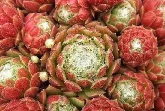 270种多肉,你见过几种?