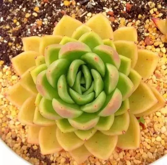 270种多肉,你见过几种?