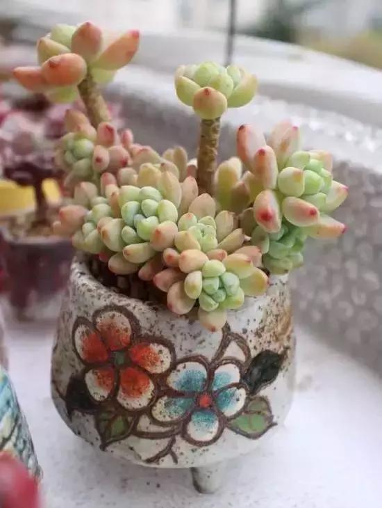 270种多肉,你见过几种?