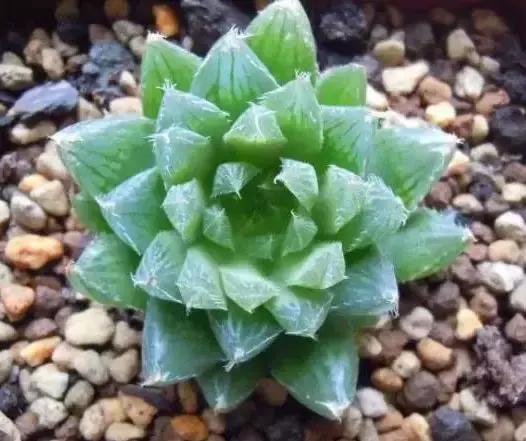 270种多肉,你见过几种?