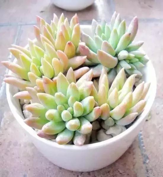 270种多肉,你见过几种?