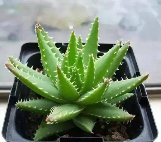 270种多肉,你见过几种?