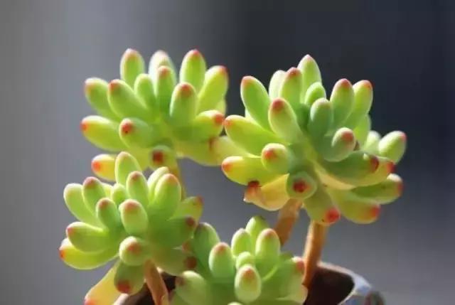 270种多肉,你见过几种?